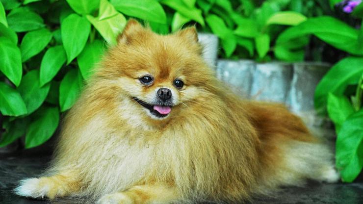 Sosyetede ’Pomeranian’ modası