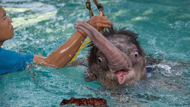 Yavru filin zor anları photoshop savaşına neden oldu