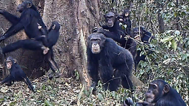 Comoe şempanzeleri su içmek için pipet yapıyor