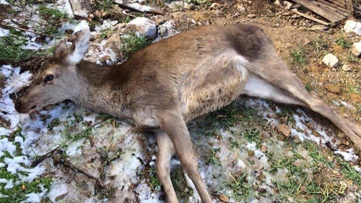 Avcıların vurduğu yavru geyik öldü