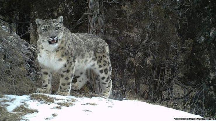 Leoparlar kar leoparlarının yaşam alanını işgal ediyor