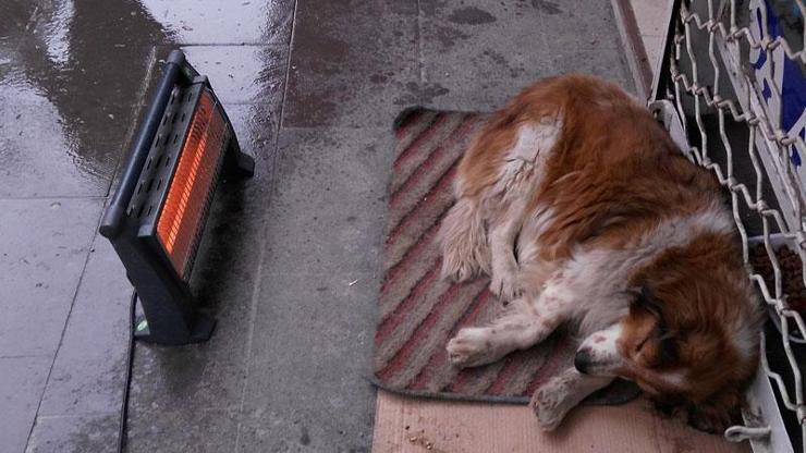 Sokak köpeğine esnaftan ısıtıcı desteği