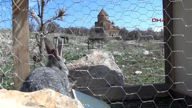 Akdamar Adası’ndaki tavşanlar yeniden toplanacak