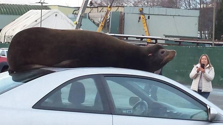Otomobilin üstüne park eden deniz aslanı