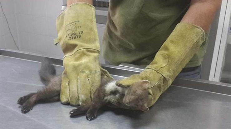 Yaralı 432 yaban hayvanı tedavi edildi