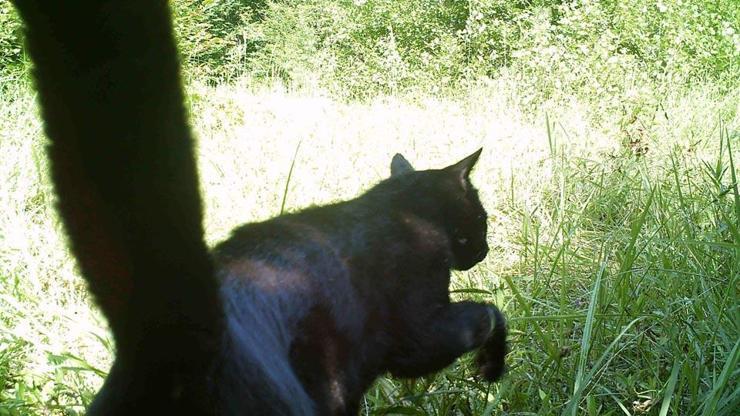 Küre Dağları’nda siyah renkli yaban kedisi görüntülendi