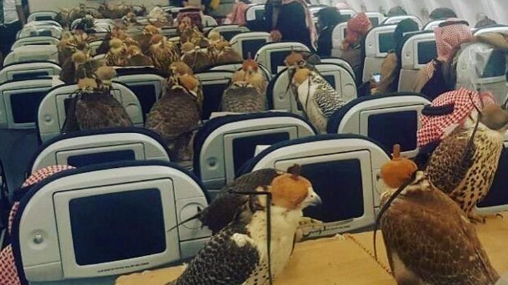 Suudi Prens yırtıcı şahin kuşları için 80 bilet aldı