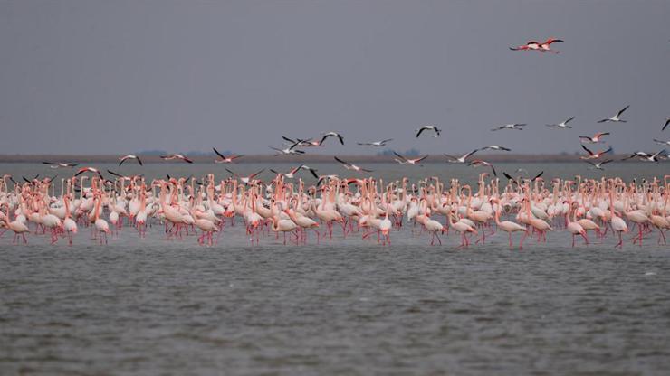 Adanada su kuşları sayımı yapıldı: 90 bin flamingo