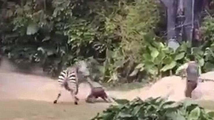 Hayvanat bahçesinde Zebra dehşeti