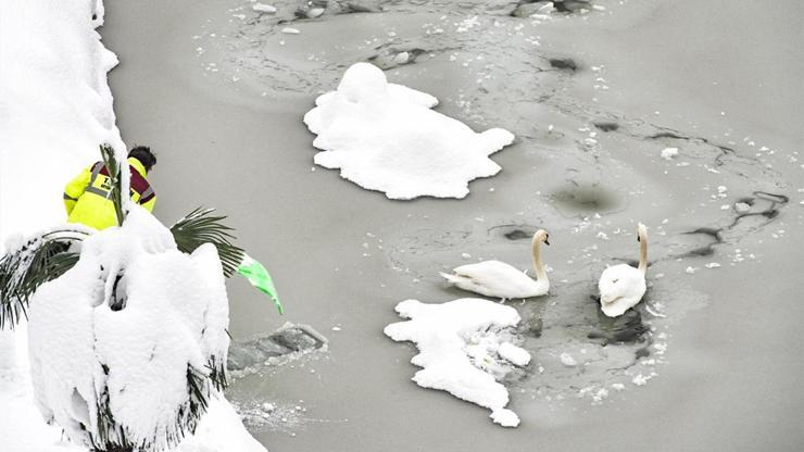 Trabzonda donmuş gölette kuğu kurtarma operasyonu