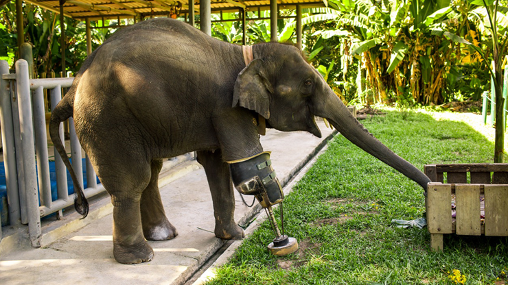 Protez bacaklı ilk fil