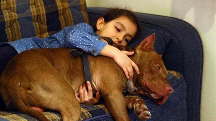 Pitbull ile 8 yaşındaki kızın şaşırtan dostluğu
