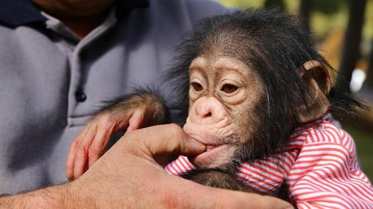 Annesinin reddettiği minik şempanze Can herkesin ilgi odağı
