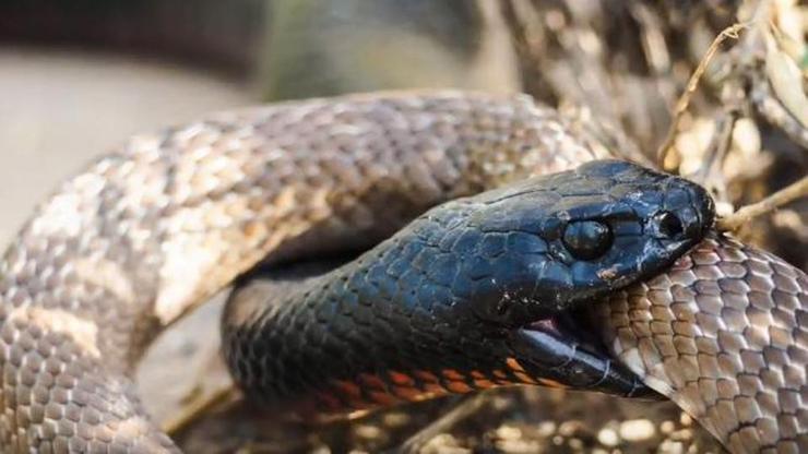 Ölümcül yılanların kavgası ölümle bitti