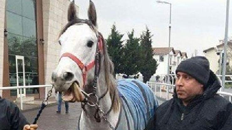 Halis Karataşın tayı Katarlı işkadınına satıldı