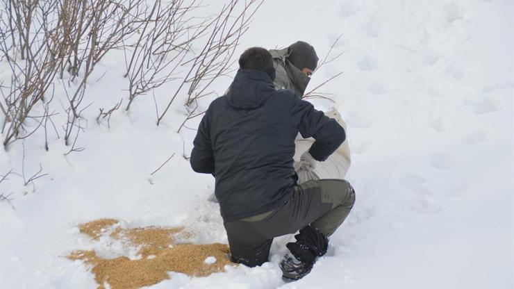 Kurtlar saldırmasın diye doğaya yem bıraktılar