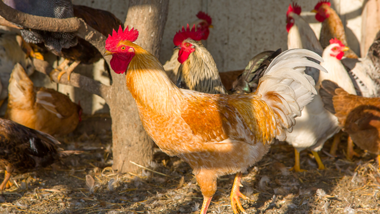 Ünlü tavuk üreticisinden İpek Hanımın çiftliğine tazminat davası