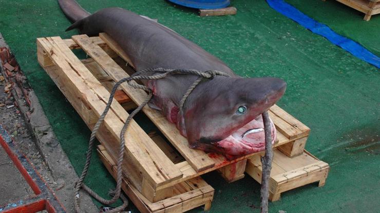 Marmarada köpek balığı yakalandı