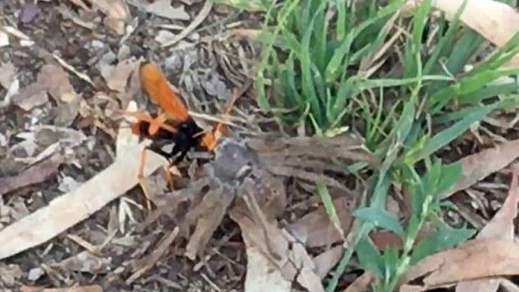 Eşek arısı dev örümceği böyle avladı
