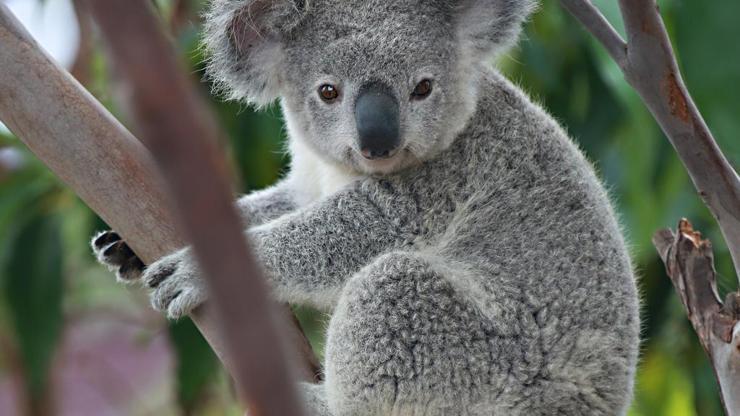 Koalaların nesli tükenmesin kampanyası