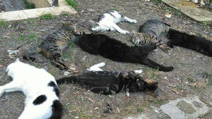 Antalyada kedi katliamı