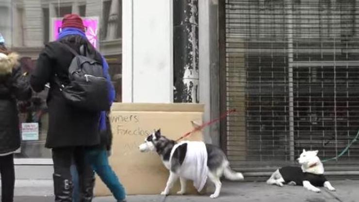 New Yorkta sokağa bağlı köpeklere yardıma gelen kişi göz yaşarttı