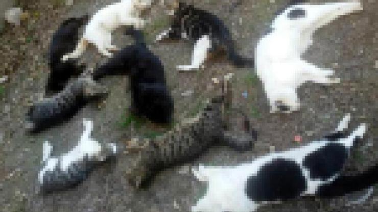 Kedi katliamında gözaltına alınan Rus serbest