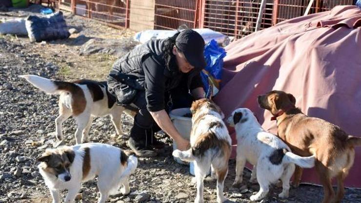 Engelli köpeklerin yaşadığı barınak yardımlarınızı bekliyor