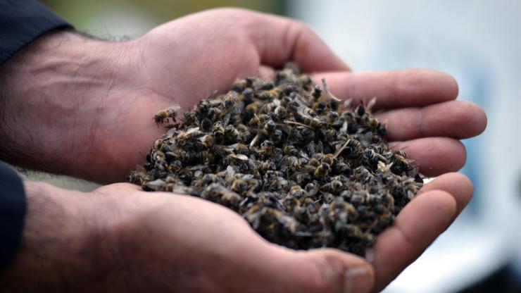 Adanada binlerce arı telef oldu