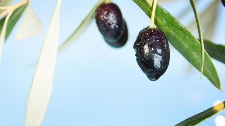 Zeytin üreticilerinin dikkatine Marmarabirlik alıma başlıyor