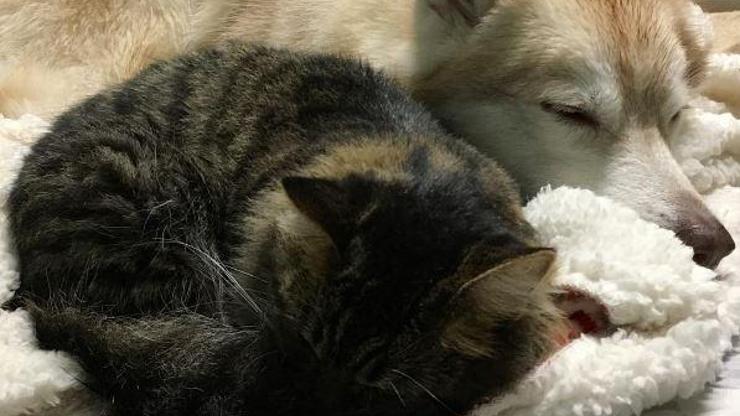 Husky 3 haftalıkken hasta bulunan kediye kol kanat gererse