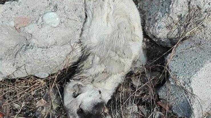 Ankarada köpek katliamı