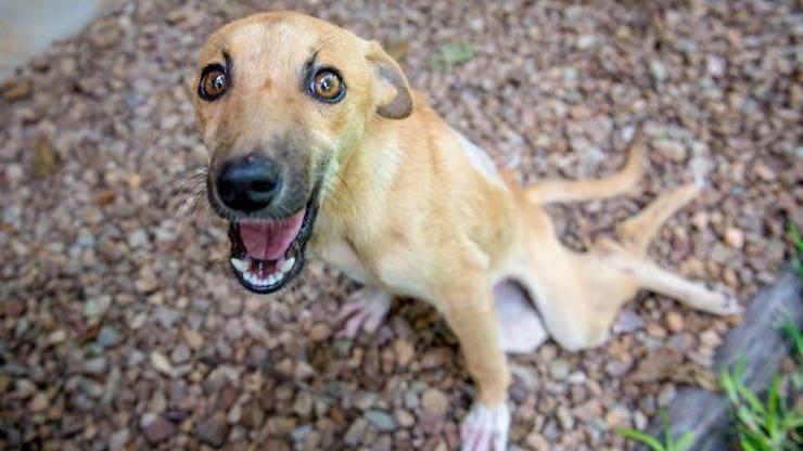 Felçli köpek ihtiyacı olan yardımı kendisi uğraşıp buldu