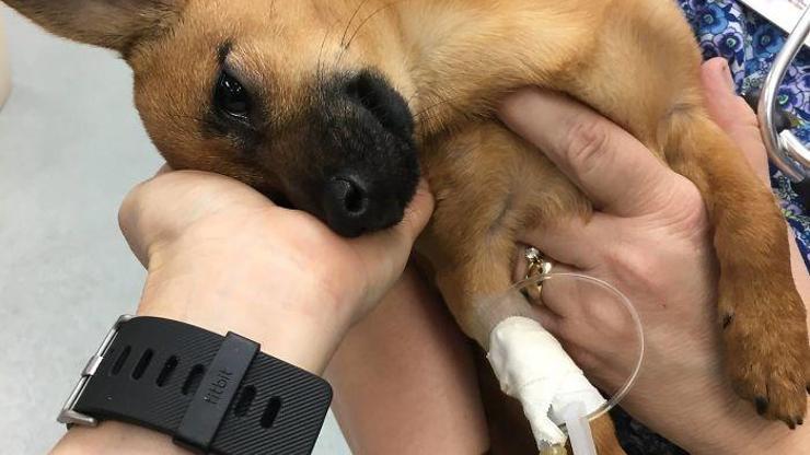 Eroinden bayılmış halde bulunan köpeğe yeni bir ev bulundu