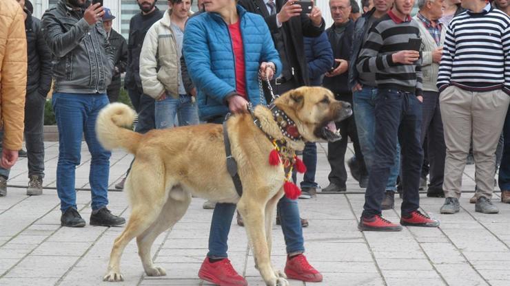 Hollandayı kangal köpekleriyle protesto ettiler