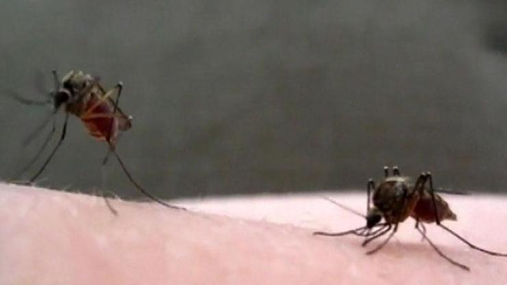 İtalya’da chikungunya virüsü alarmı