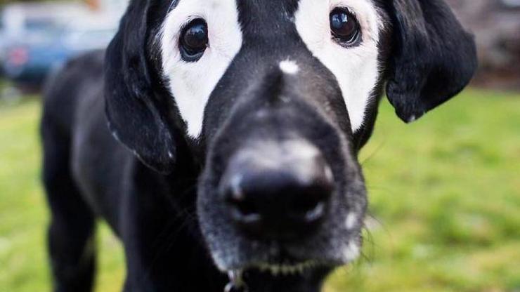 Vitiligo hastası çocuk özgüvenini tatlı köpekte buldu