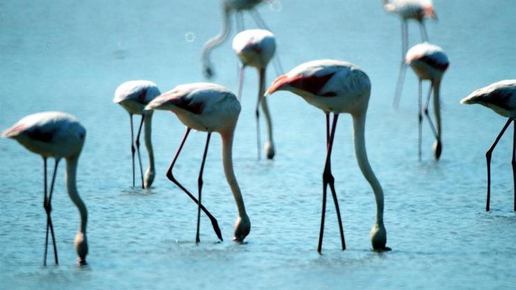 Milastaki flamingoların dansını tüm dünya izleyecek