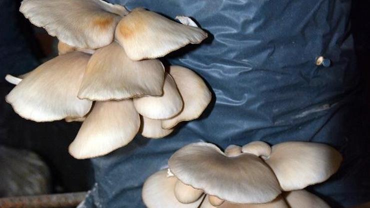 Ek gelir olsun diye başladı, şimdi para basıyor