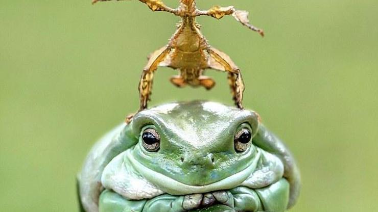 Kurbağaların eğlenceli dünyası