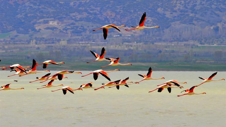 Mermer ocakları hem gölü kurutuyor, hem flamingoları kaçırıyor