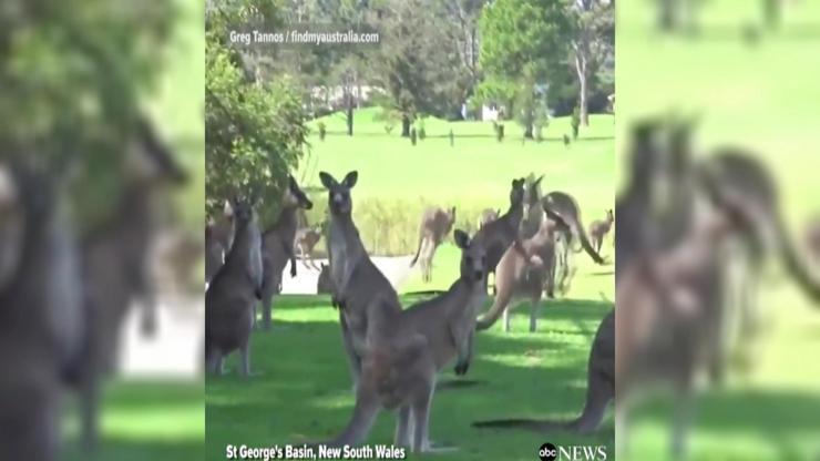Sahayı kangurular bastı