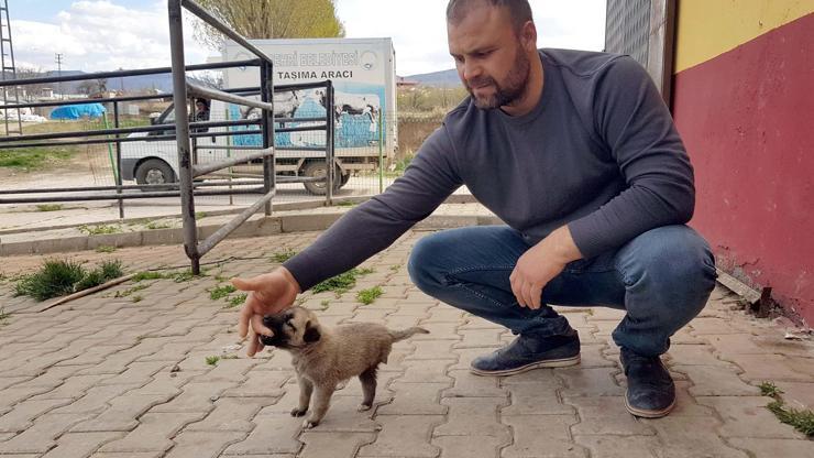 3 ayaklı yavru köpek Garip belediyeye emanet