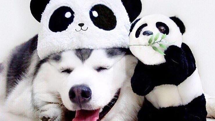 Hem sevimli, hem fotojenik hem de pandasever köpek