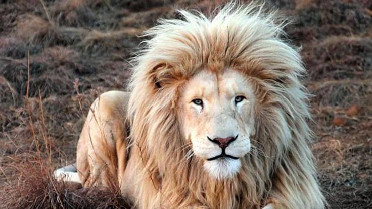Poz veren aslan kral şimdi sosyal medya fenomeni