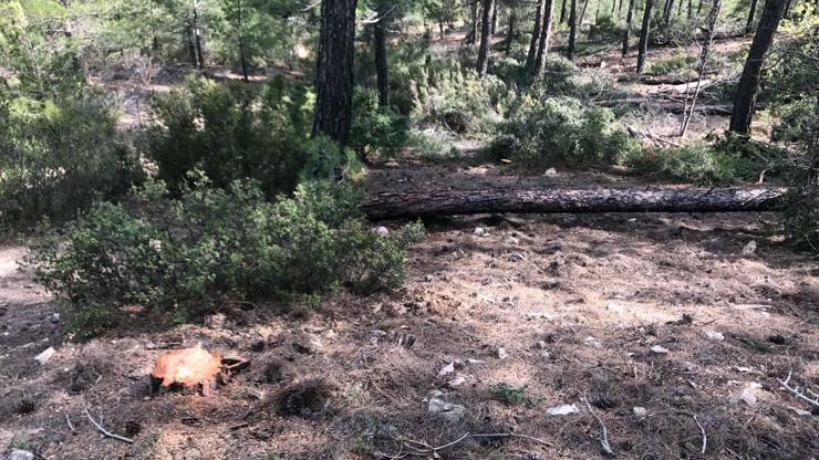 Kestiği ağacın altında kalan orman işçisi öldü