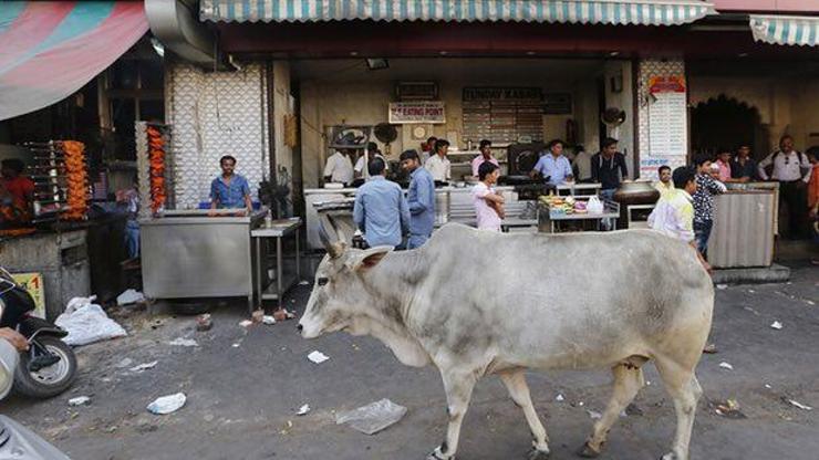 Hindistan’da iki müslüman inek çaldıkları şüphesiyle öldürüldü