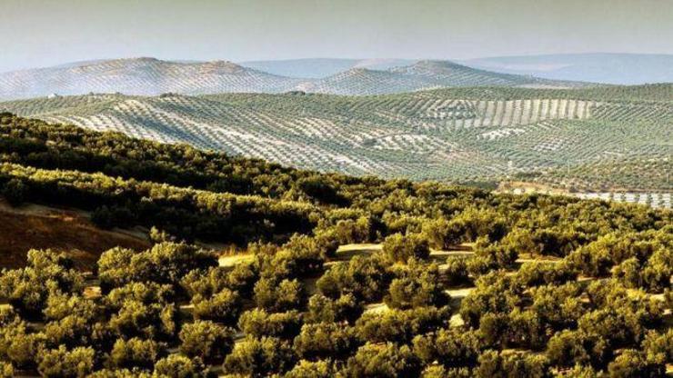 İspanyada 2000 yıllık zeytin ağaçları