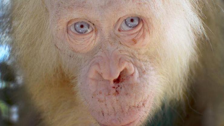 İlk kez karşılaşılan albino orangutan korumaya alındı