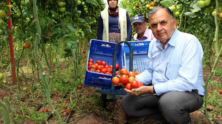 Domatesin fiyatı yükseldi: Çiftçinin yüzü güldü